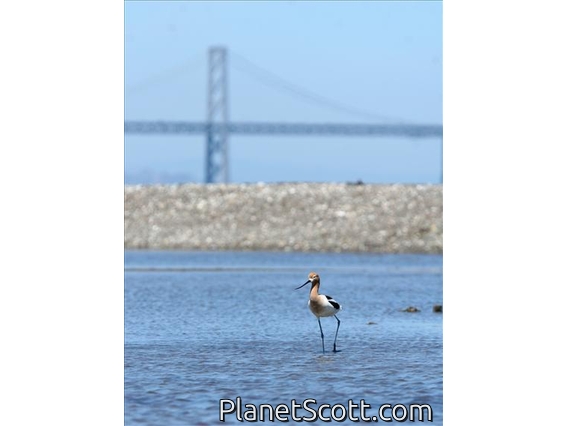 American Avocet (Recurvirostra americana)
