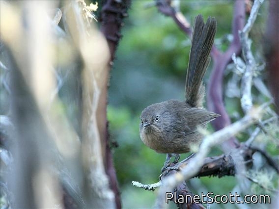 Wrentit (Chamaea fasciata)