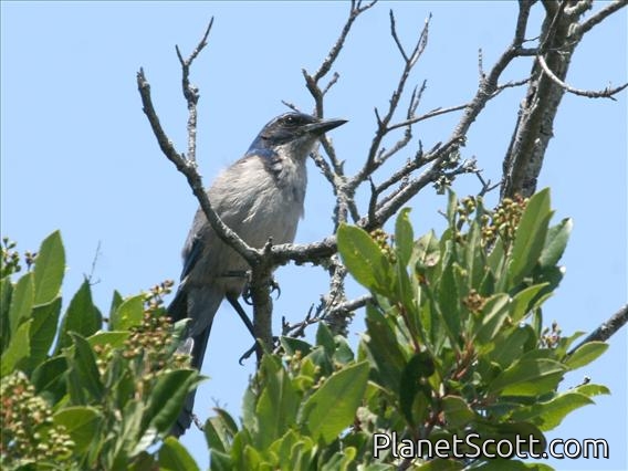 Santa Cruz Jay (Aphelocoma insularis)