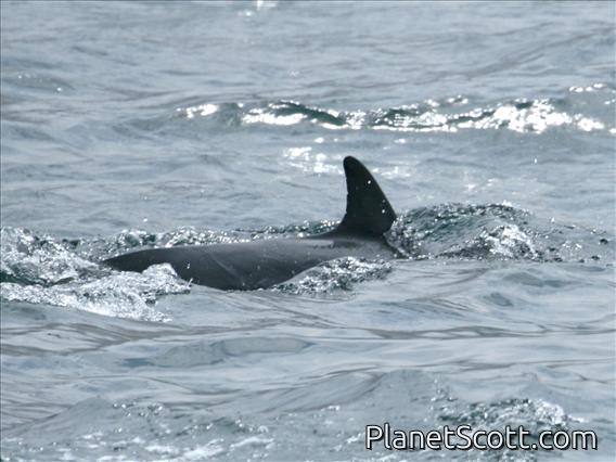 Common Dolphin (Delphinus delphis)
