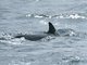 Common Dolphin (Delphinus delphis)