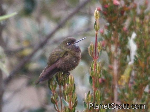 Violet-throated Metaltail (Metallura baroni) Female