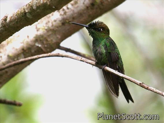 Violet-fronted Brilliant (Heliodoxa leadbeateri)