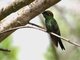 Violet-fronted Brilliant (Heliodoxa leadbeateri)