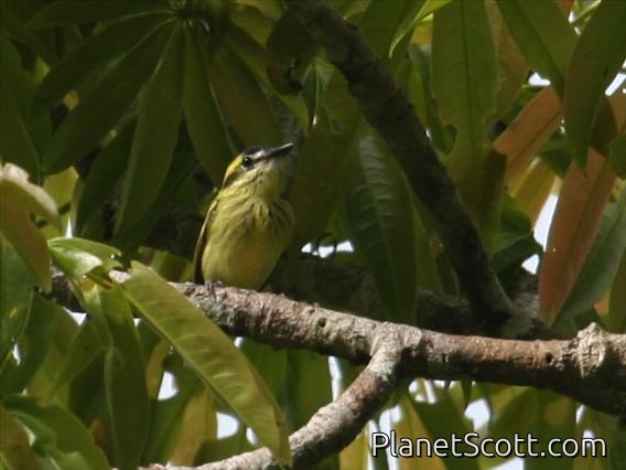 Yellow-browed Tody-Flycatcher (Todirostrum chrysocrotaphum)