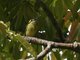 Yellow-browed Tody-Flycatcher (Todirostrum chrysocrotaphum)