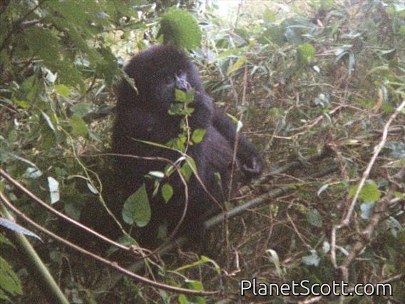 Eastern Gorilla (Gorilla berengei)