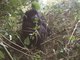 Eastern Gorilla (Gorilla berengei)