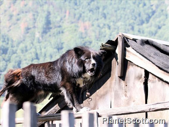 Altai, Vicious Dog