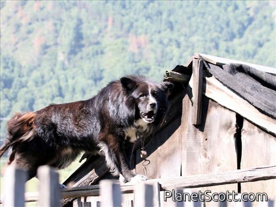 Altai, Vicious Dog