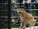 Liger, Novosibirsk Zoo