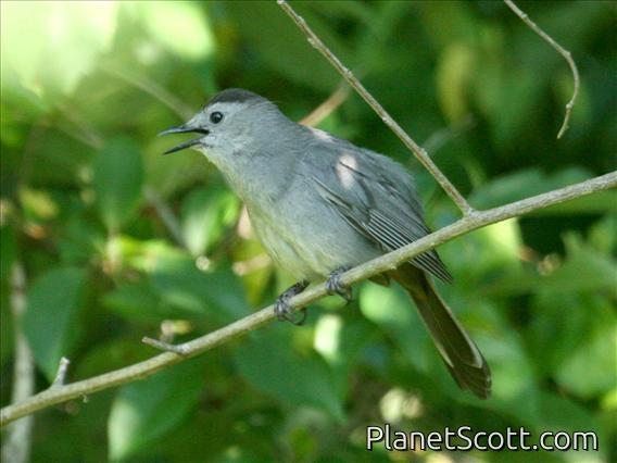 Grey Catbird (Dumetella carolinensis)