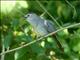 Grey Catbird (Dumetella carolinensis) 