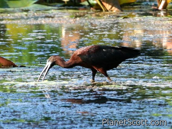 Glossy Ibis (Plegadis falcinellus)