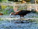 Glossy Ibis (Plegadis falcinellus)