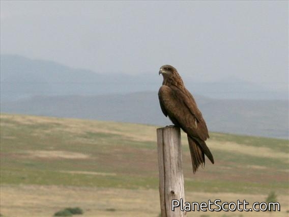 Black Kite (Milvus migrans)