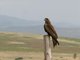 Black Kite (Milvus migrans)