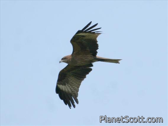 Black Kite (Milvus migrans)