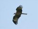 Black Kite (Milvus migrans)