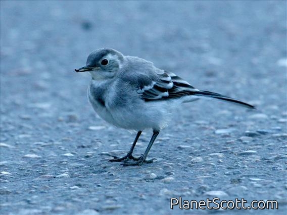 White Wagtail (Motacilla alba) Female