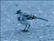 White Wagtail (Motacilla alba) Female