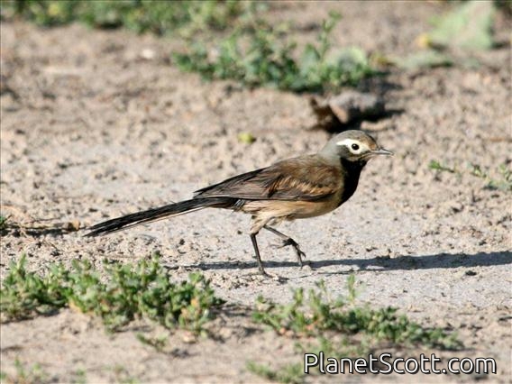White Wagtail (Motacilla alba) Male, stained feathers