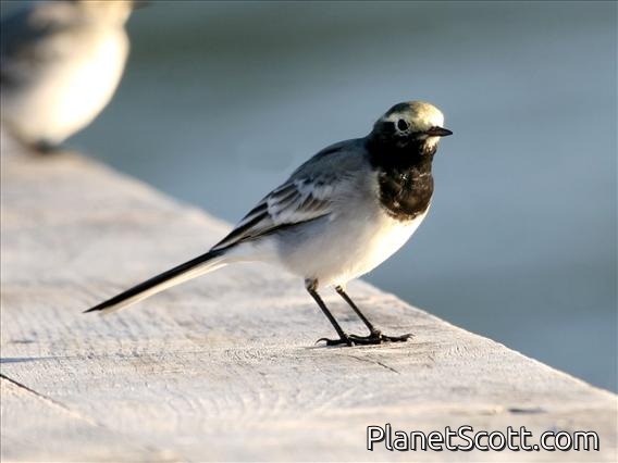 White Wagtail (Motacilla alba) Male, Central Asia Form