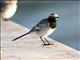 White Wagtail (Motacilla alba) Male, Central Asia Form