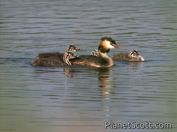 Great Crested Grebe (Podiceps cristatus)