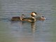 Great Crested Grebe (Podiceps cristatus)