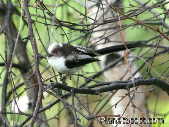 Long-tailed Tit (Aegithalos caudatus)