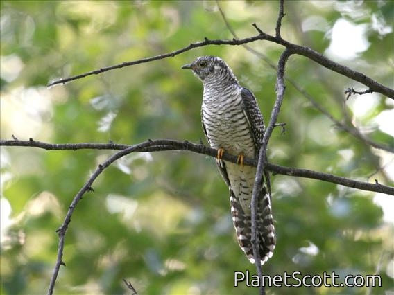 Oriental Cuckoo (Cuculus saturatus) Juvenile