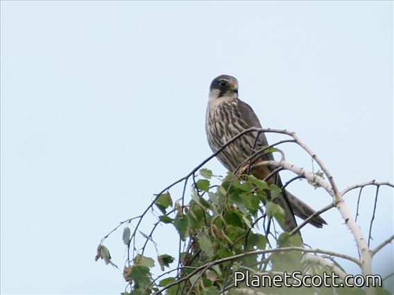 Eurasian Hobby (Falco subbuteo)