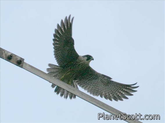 Peregrine Falcon (Falco peregrinus)