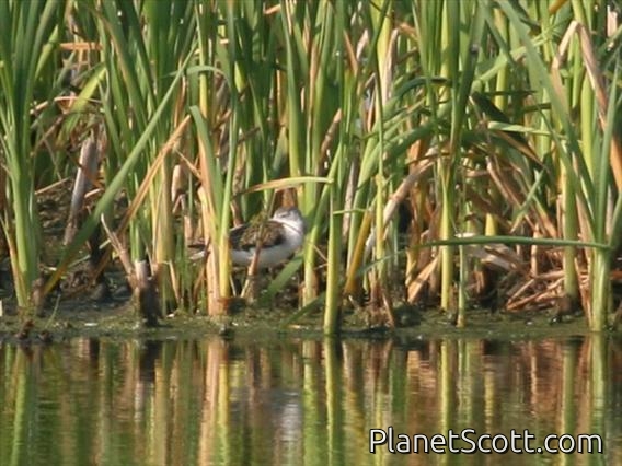 Marsh Sandpiper (Tringa stagnatilis)