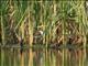 Marsh Sandpiper (Tringa stagnatilis) 