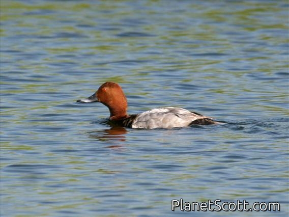 Common Pochard (Aythya ferina) Male