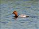 Common Pochard (Aythya ferina) Male