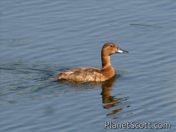 Common Pochard (Aythya ferina) Female