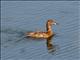 Common Pochard (Aythya ferina) Female