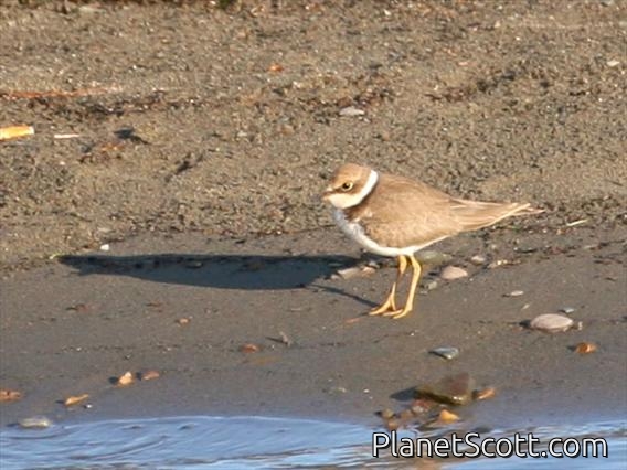 Little Ringed Plover (Charadrius dubius) Juvenile