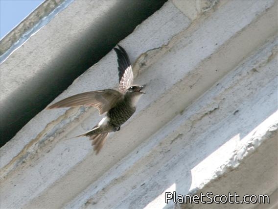 Fork-tailed Swift (Apus pacificus)