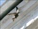 Fork-tailed Swift (Apus pacificus) 