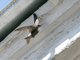 Fork-tailed Swift (Apus pacificus)