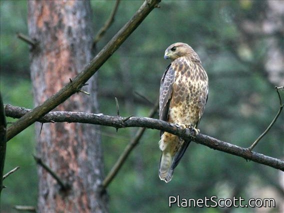 Common Buzzard (Buteo buteo) Juvenile