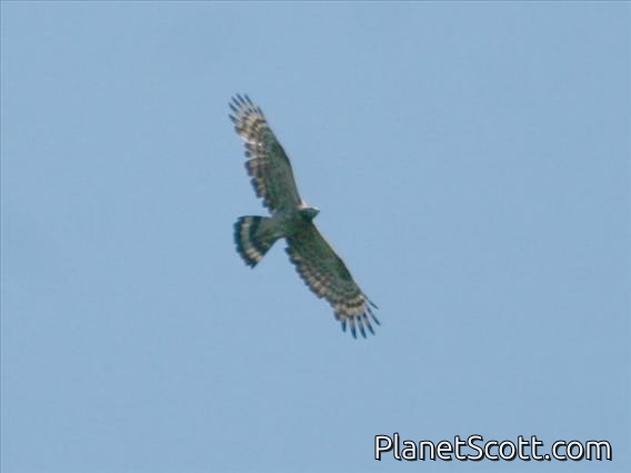 Oriental Honey-buzzard (Pernis ptilorhyncus)