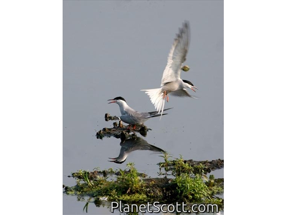 Common Tern (Sterna hirundo)