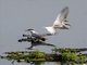 Common Tern (Sterna hirundo)