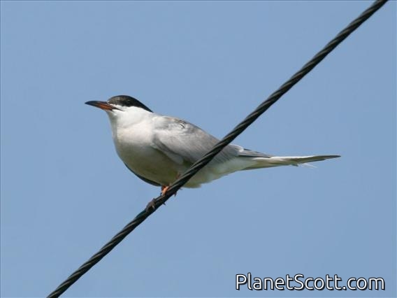 Common Tern (Sterna hirundo)