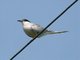 Common Tern (Sterna hirundo)